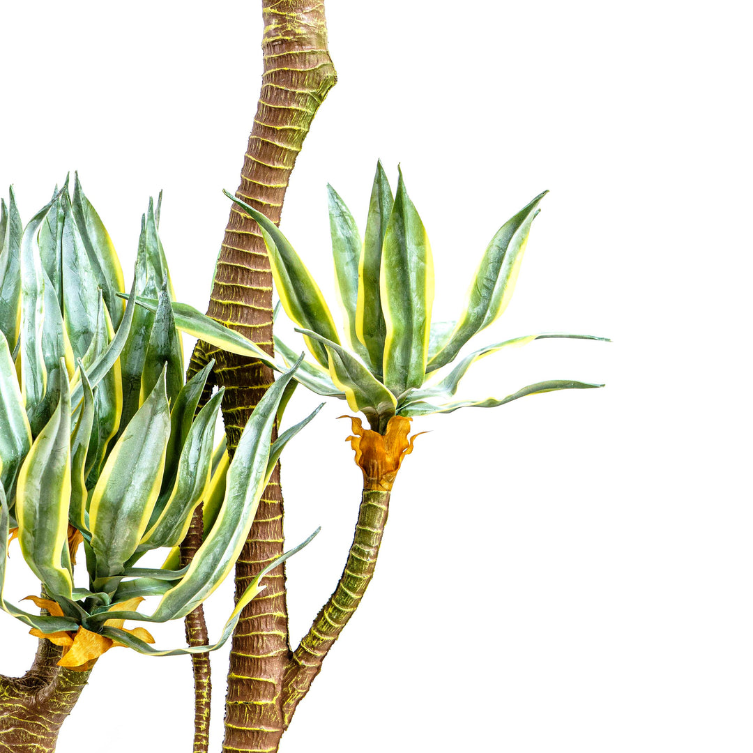 Faux Madagascar Dragon Tree