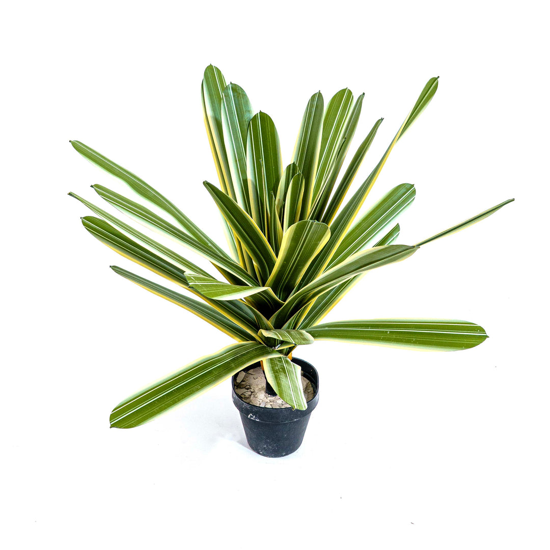Verde Striata Faux Plant