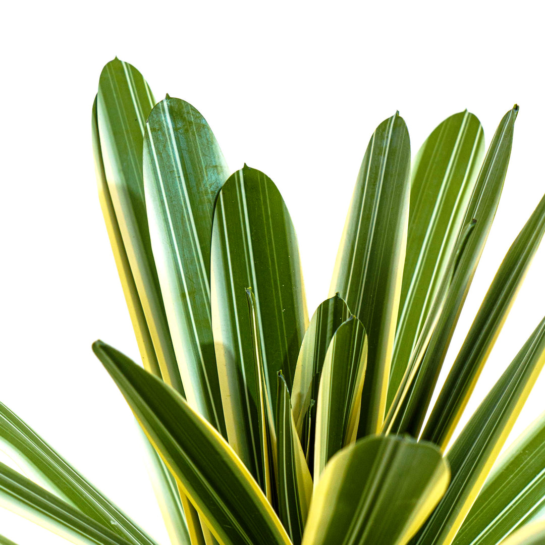 Verde Striata Faux Plant