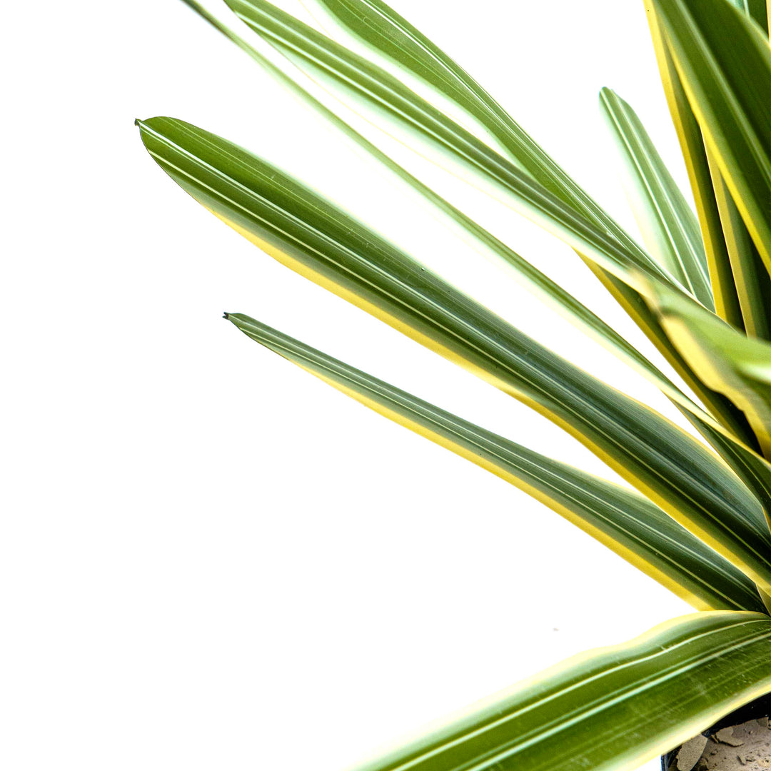 Verde Striata Faux Plant