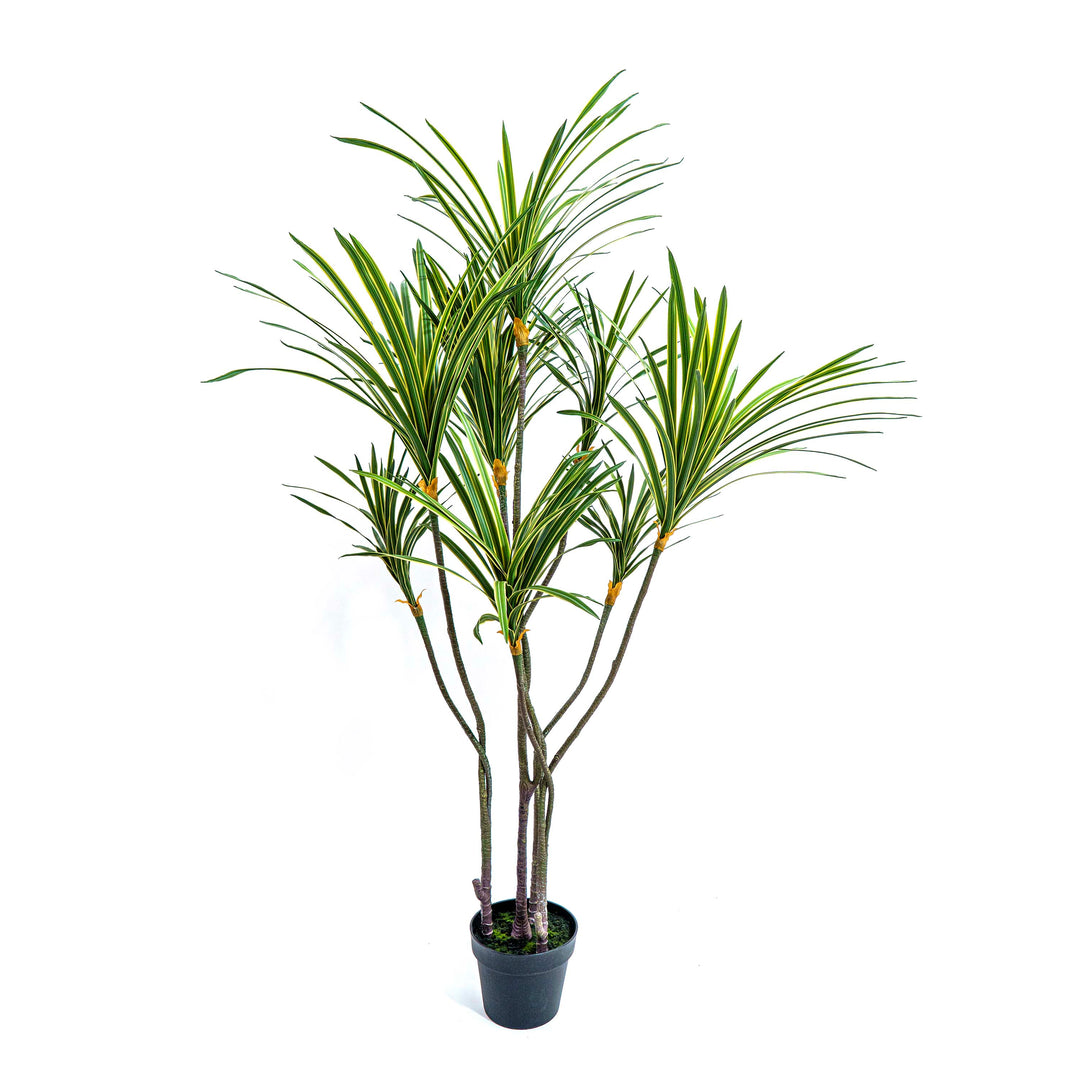 dracaena zebra Buy Planters |Verdi Blue Fluted Metal Pot |Shop at Beruru