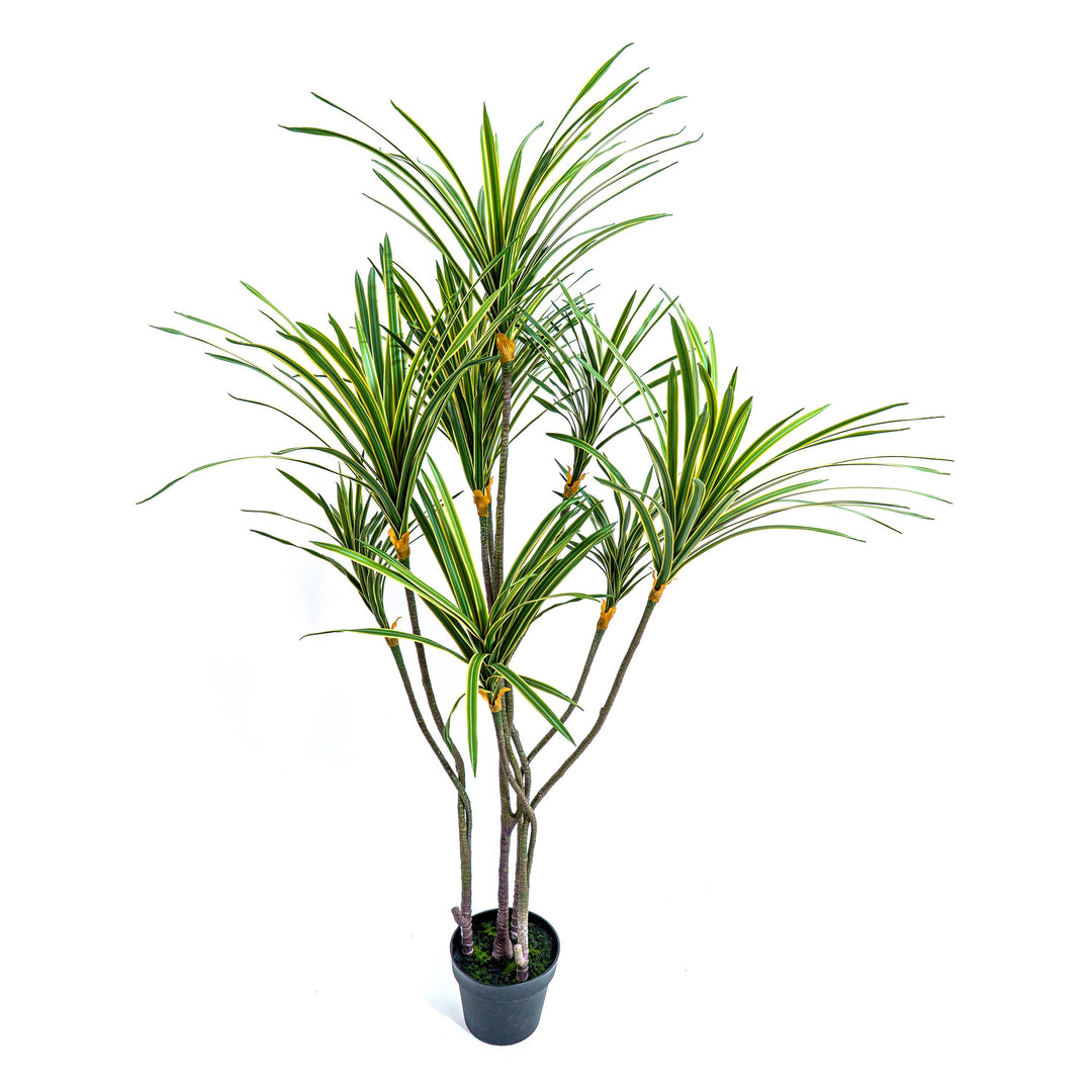 Faux Zebra Crest Dracaena Mirage