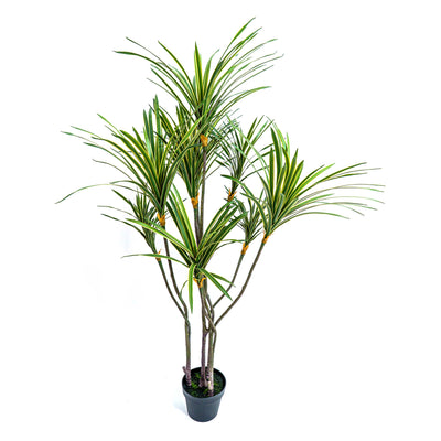 Faux Zebra Crest Dracaena Mirage