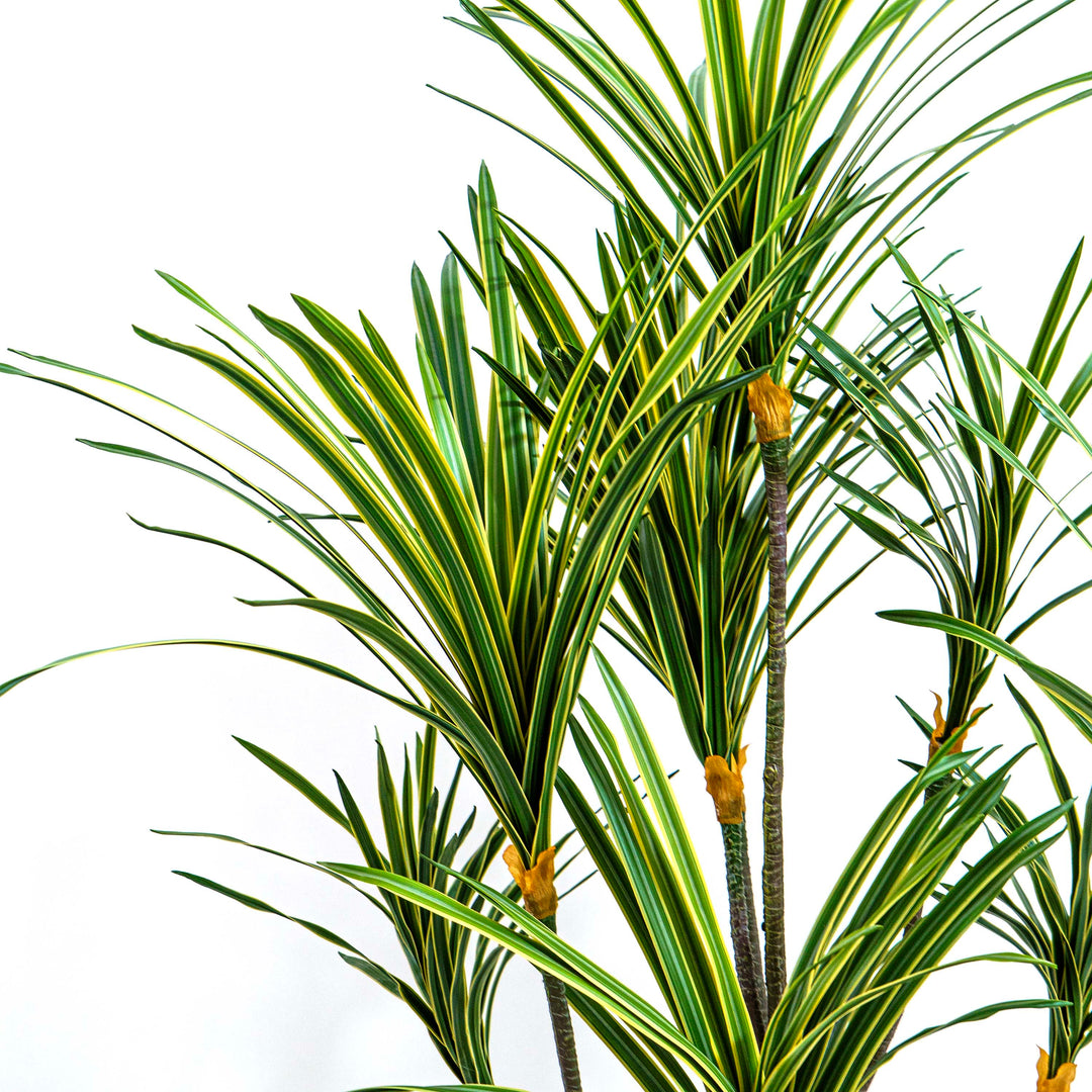 Faux Zebra Crest Dracaena Mirage