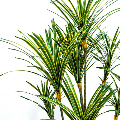 Faux Zebra Crest Dracaena Mirage