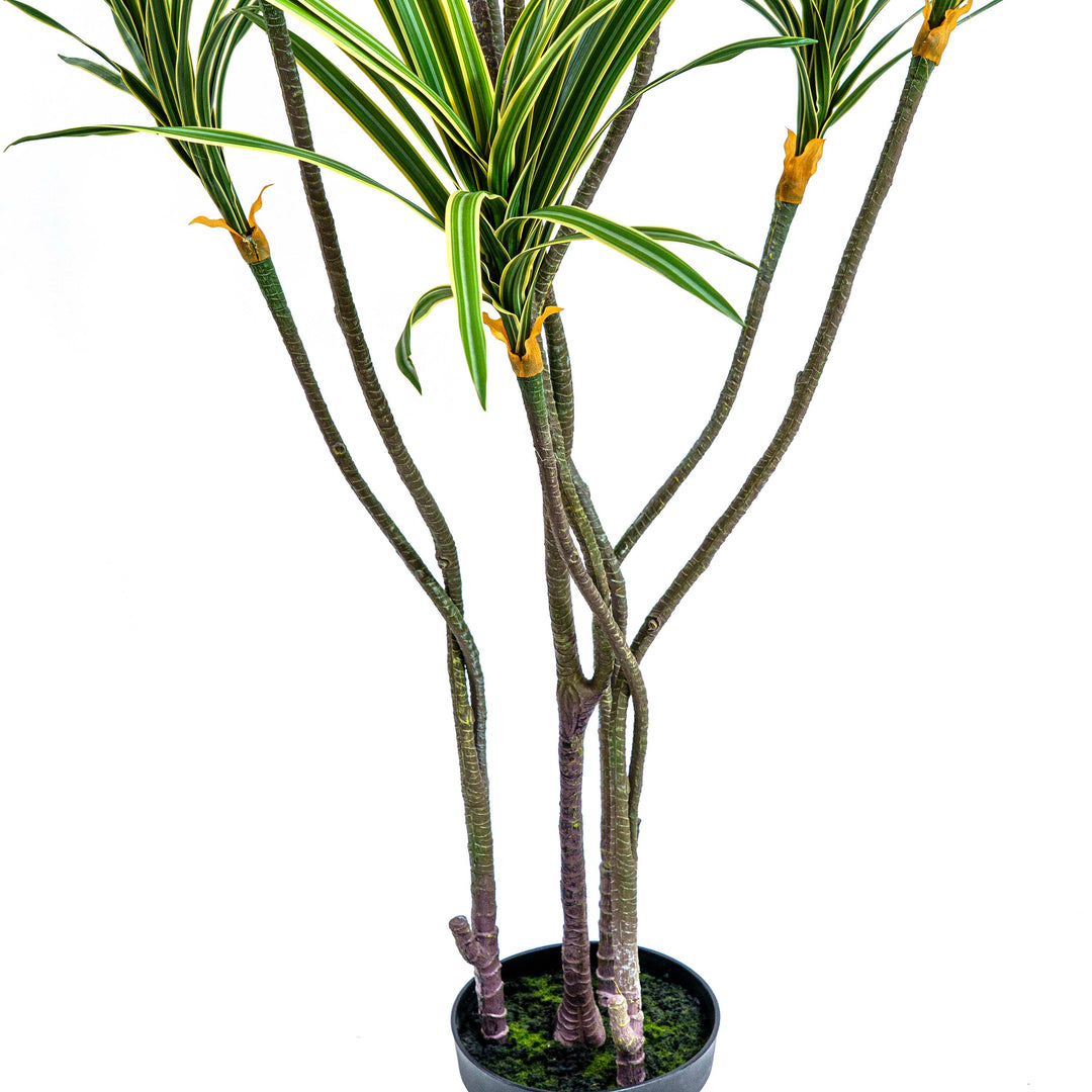 dracaena zebra Buy Planters |Verdi Blue Fluted Metal Pot |Shop at Beruru