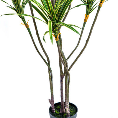 Faux Zebra Crest Dracaena Mirage