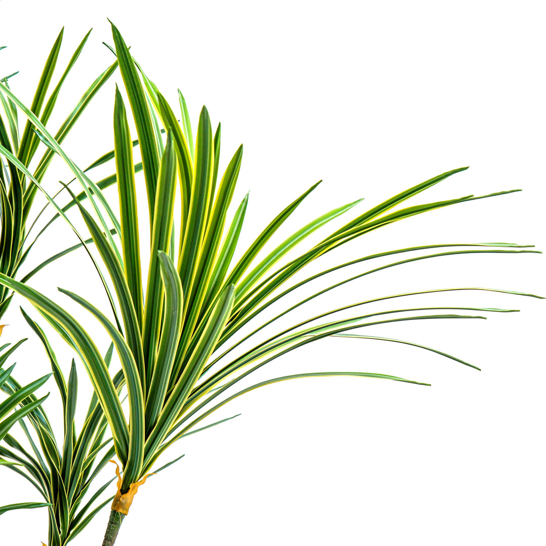Faux Zebra Crest Dracaena Mirage