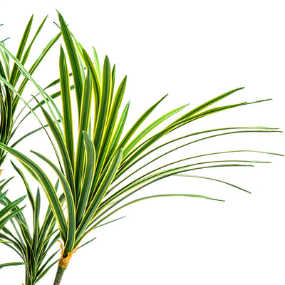 Faux Zebra Crest Dracaena Mirage