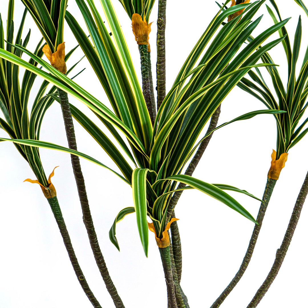 Faux Zebra Crest Dracaena Mirage