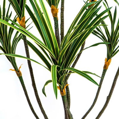 Faux Zebra Crest Dracaena Mirage