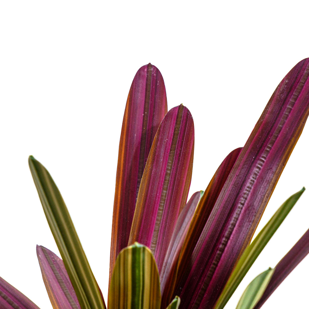 Crimson Crest Faux Plant