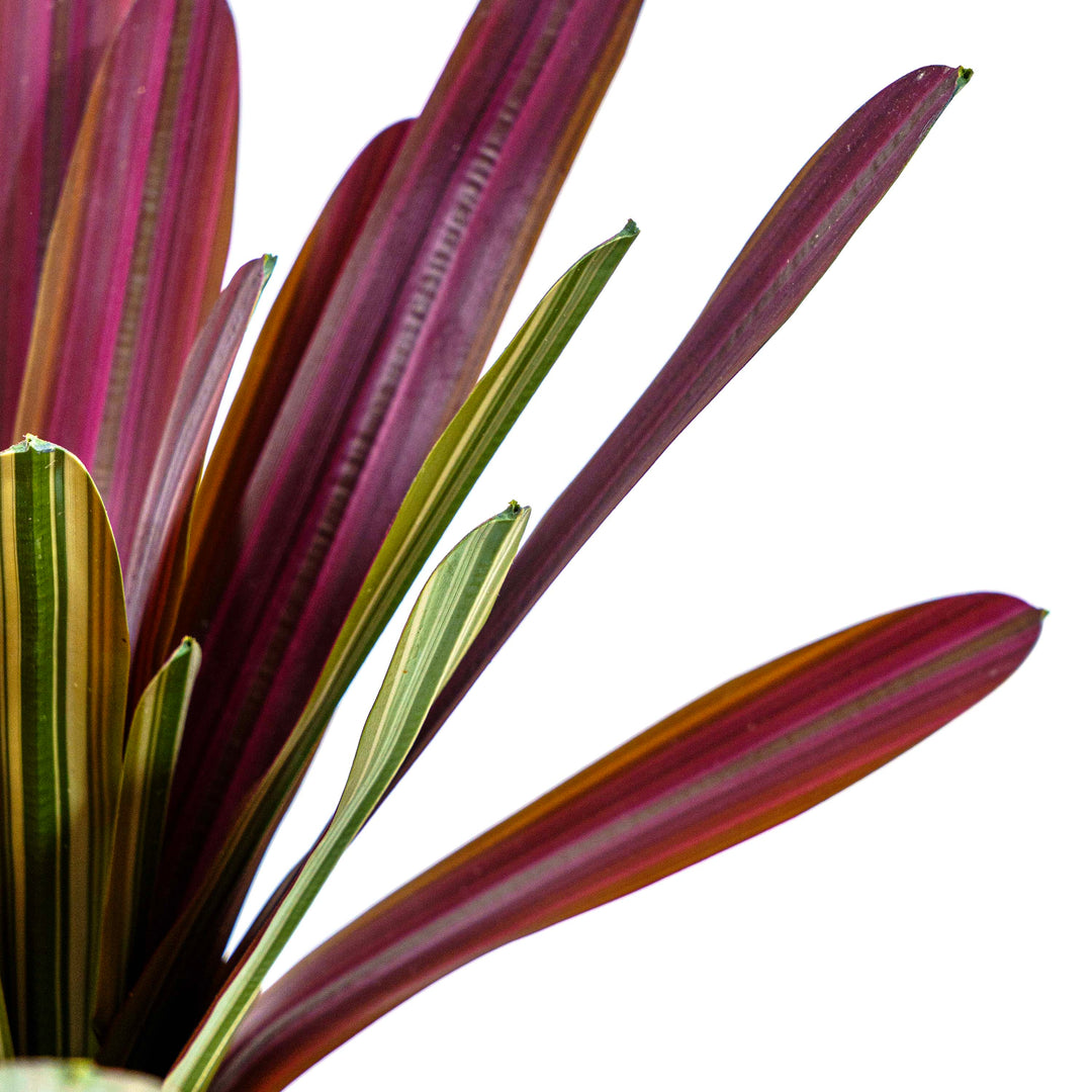 Crimson Crest Faux Plant