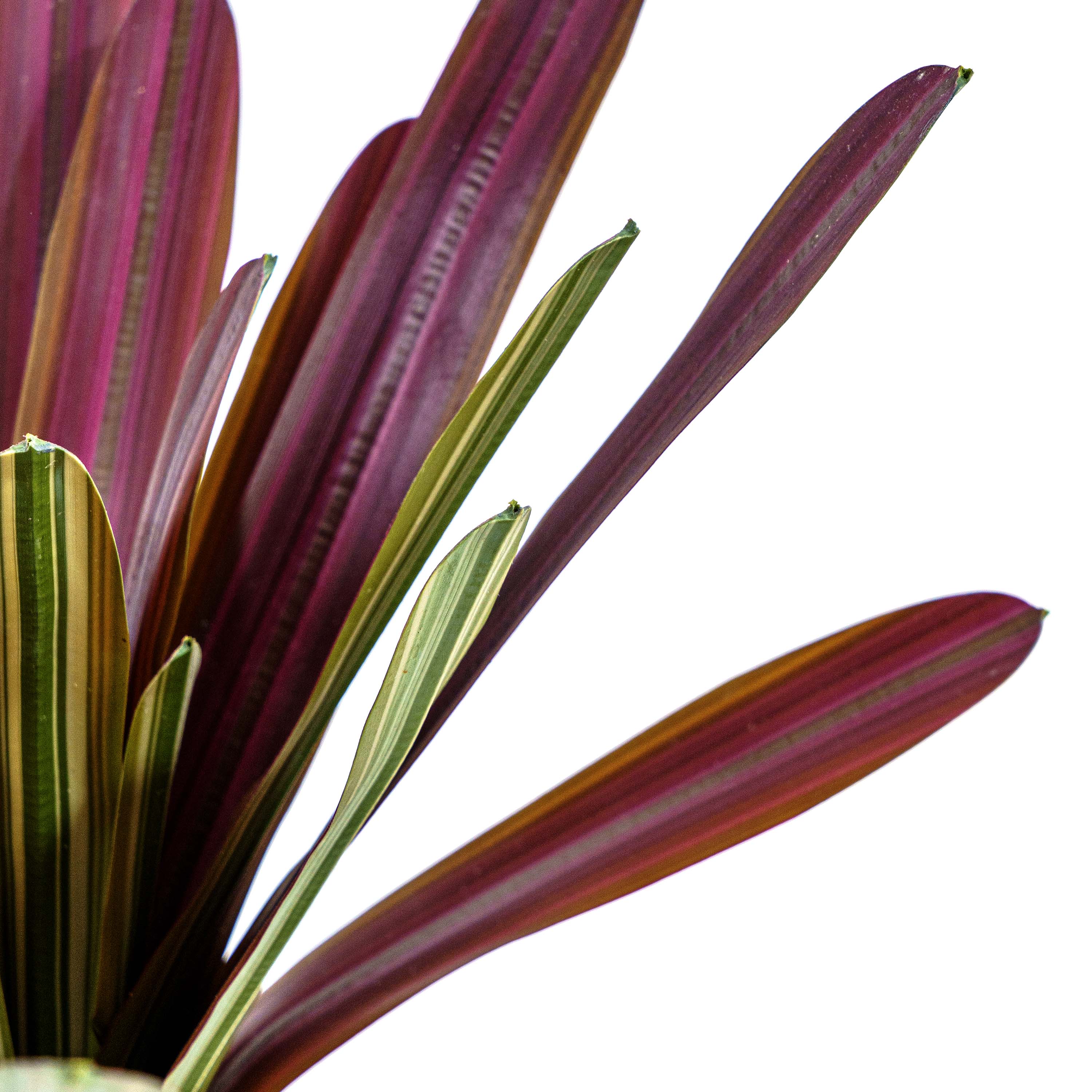 Crimson Crest Faux Plant