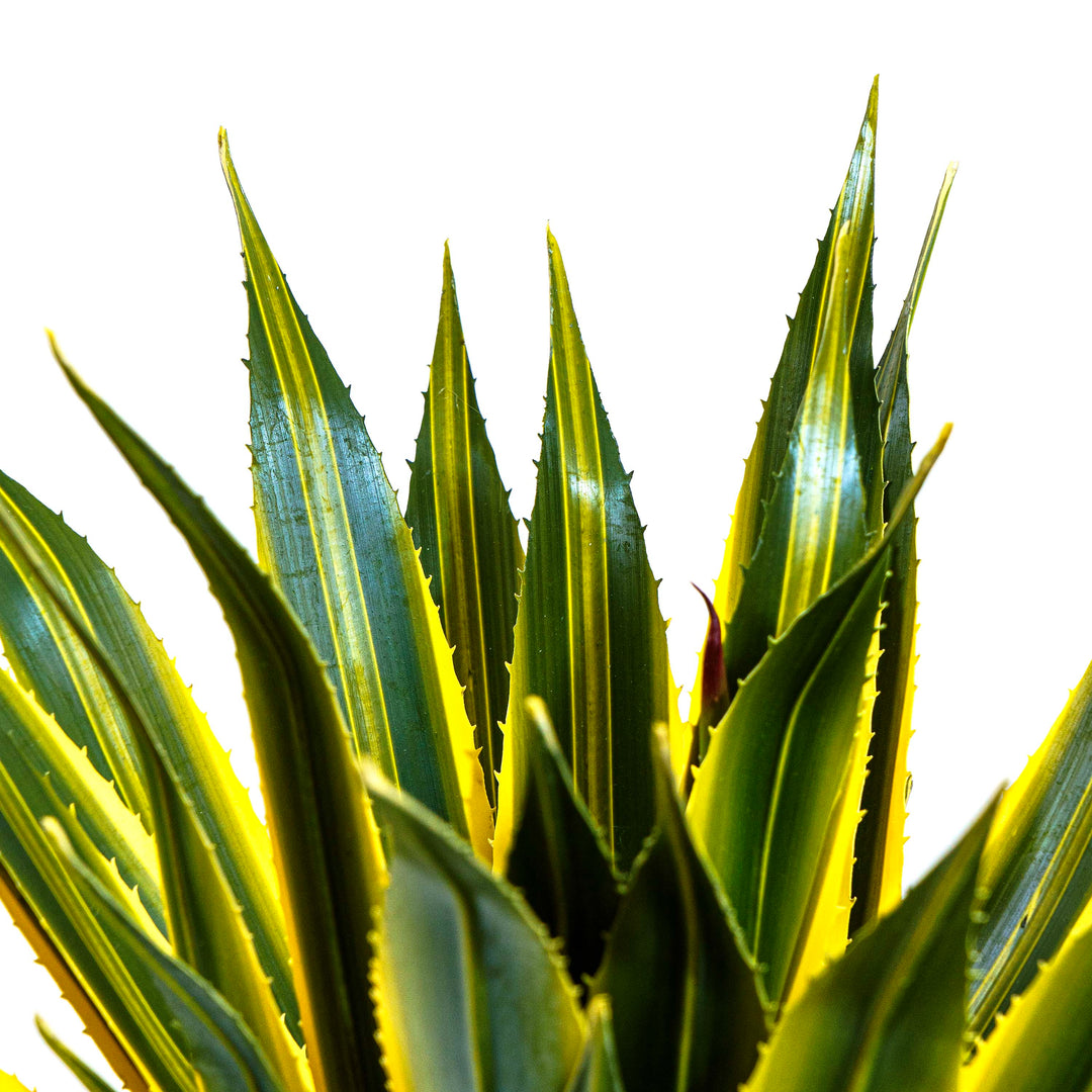 Twin Agave Faux Plant