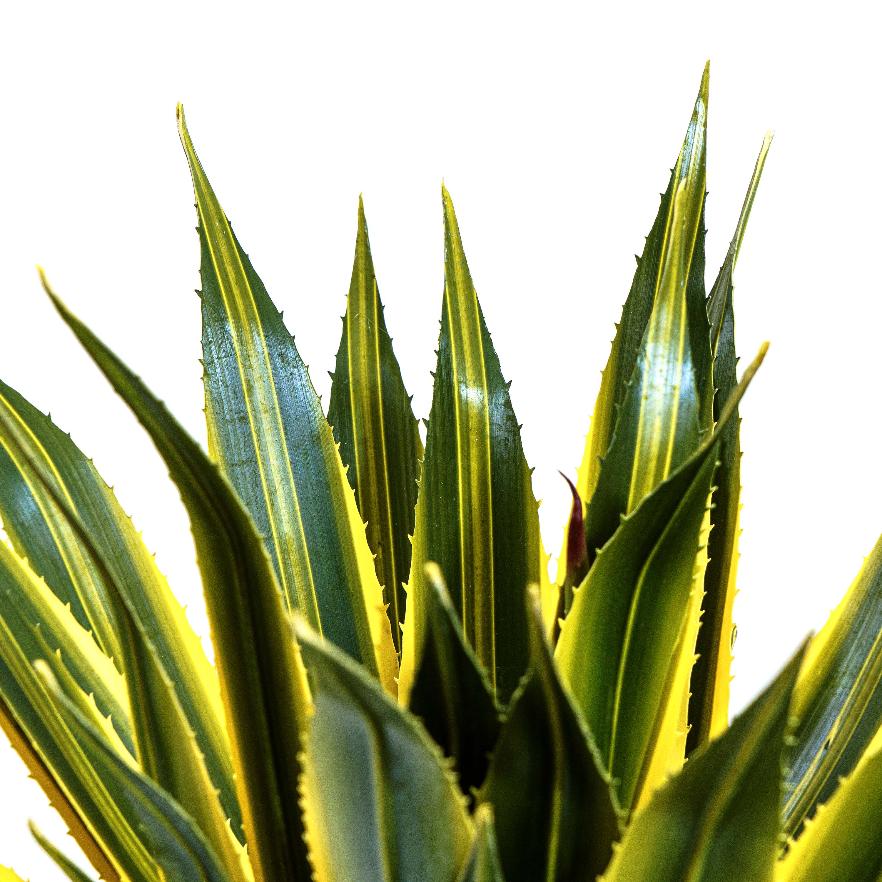 Twin Agave Faux Plant