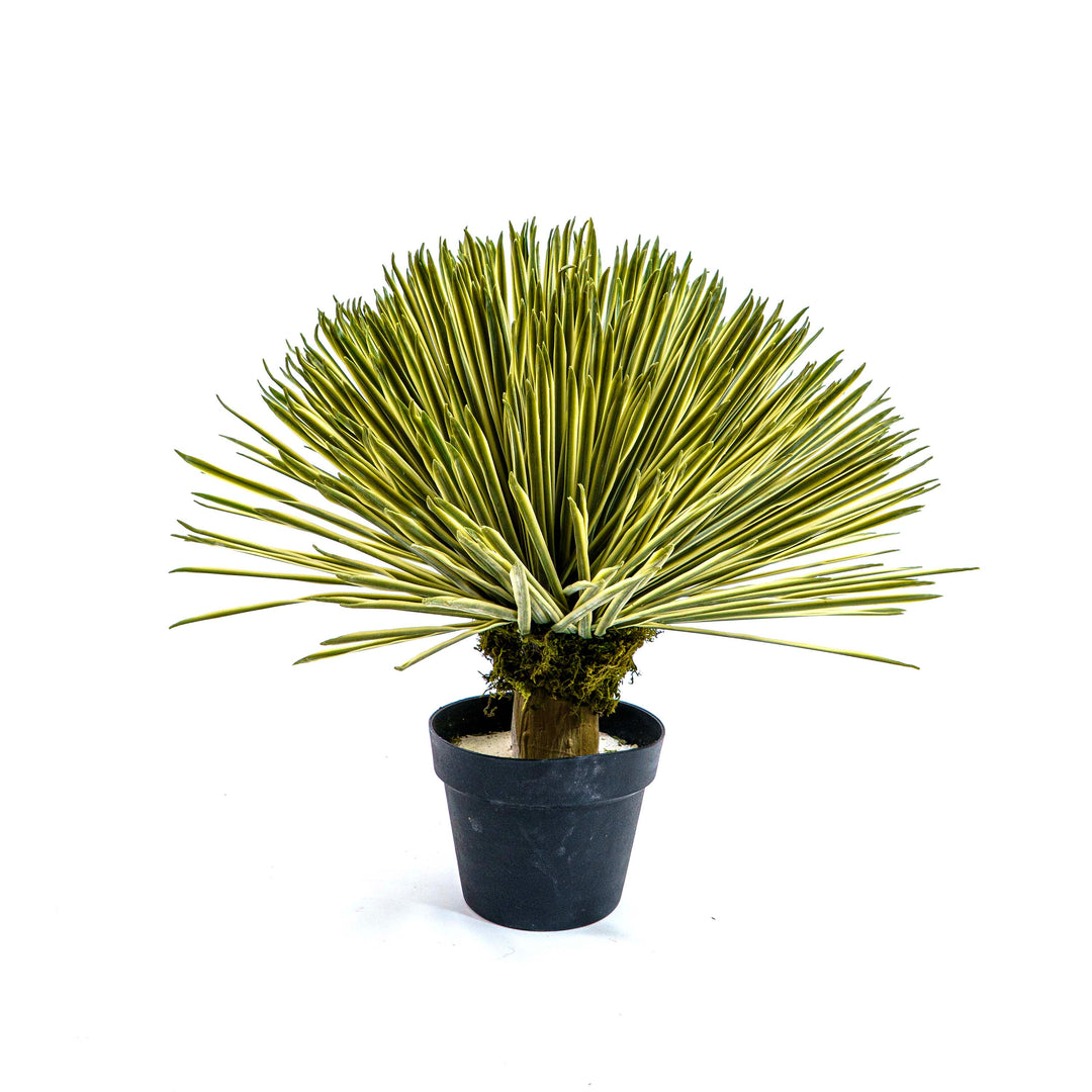 Sunburst Faux Dasylirion Plant