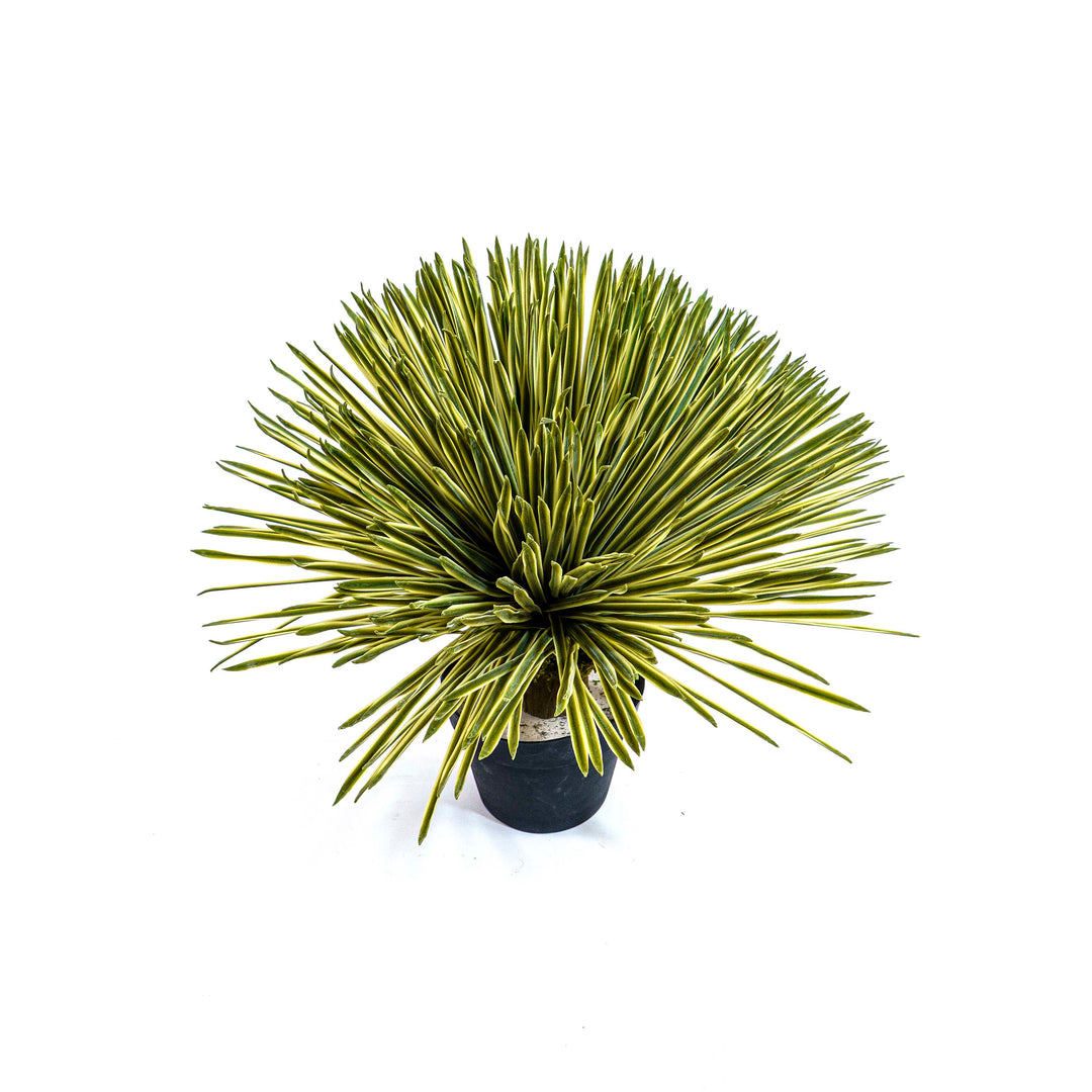 Sunburst Faux Dasylirion Plant