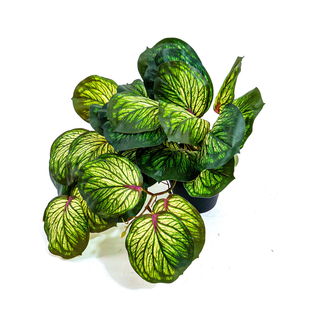 Faux Silver Vein Begonia