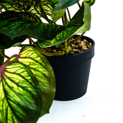 Faux Silver Vein Begonia