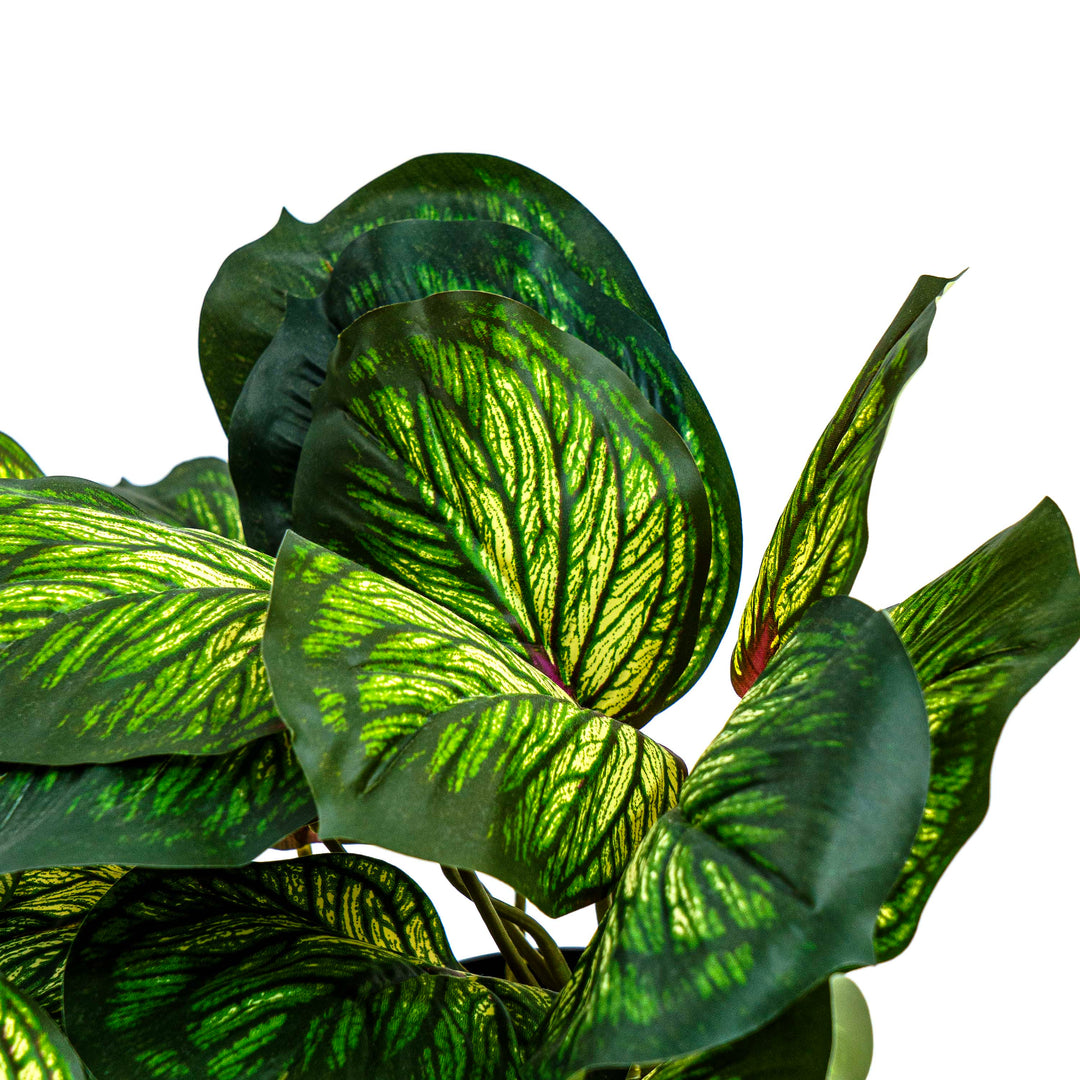 Faux Silver Vein Begonia