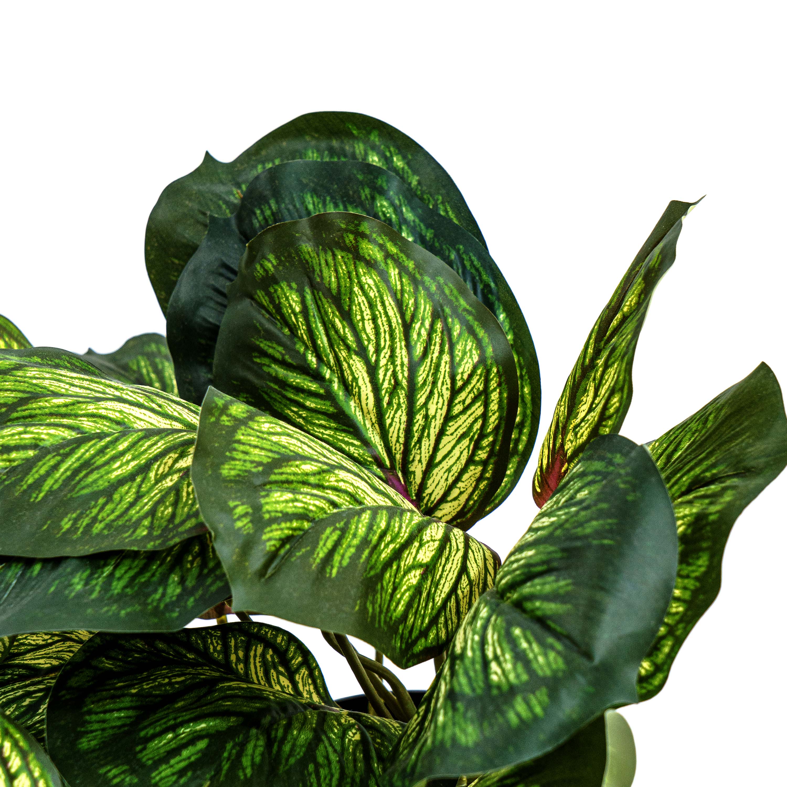 Faux Silver Vein Begonia