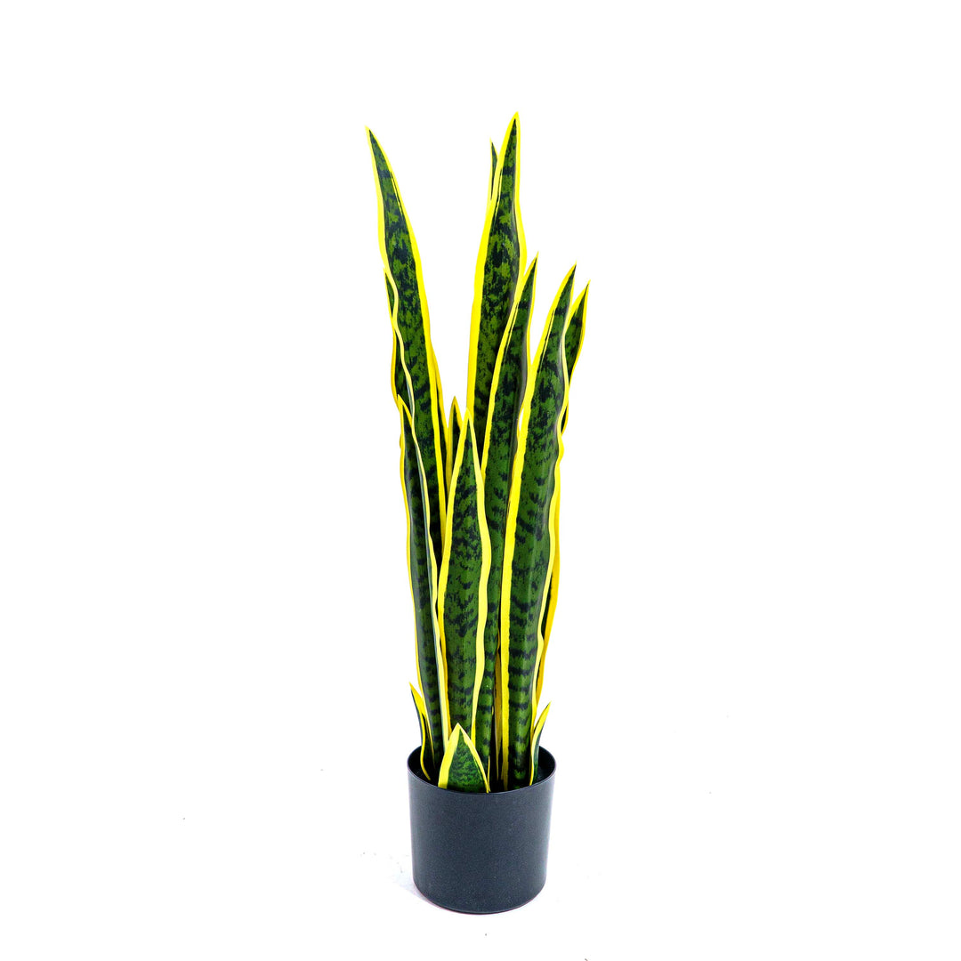 Faux Golden Edge Snake Lily