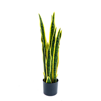 Faux Golden Edge Snake Lily