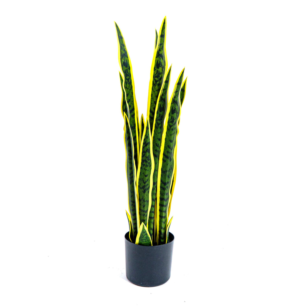 Faux Golden Edge Snake Lily