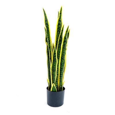 Faux Golden Edge Snake Lily