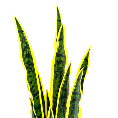 Faux Golden Edge Snake Lily