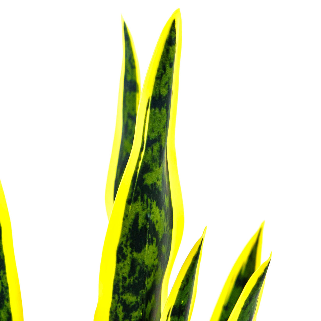Faux Golden Edge Snake Lily