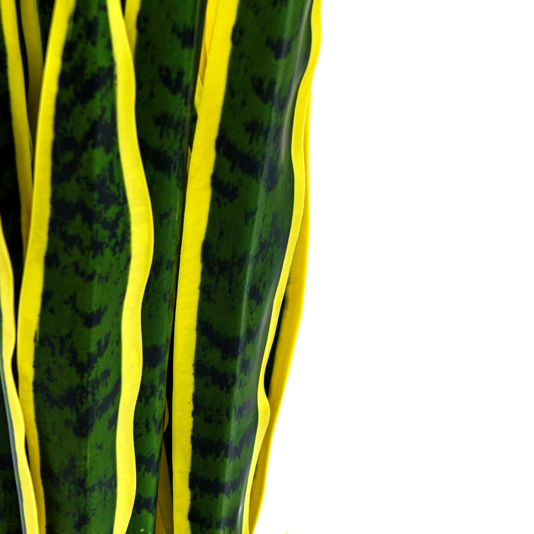 Faux Golden Edge Snake Lily