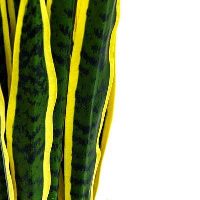 Faux Golden Edge Snake Lily
