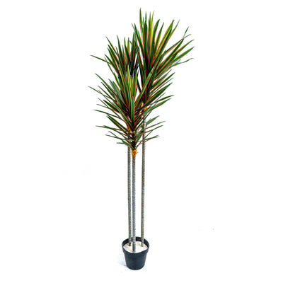 Faux Midnight Spike Dragon Tree