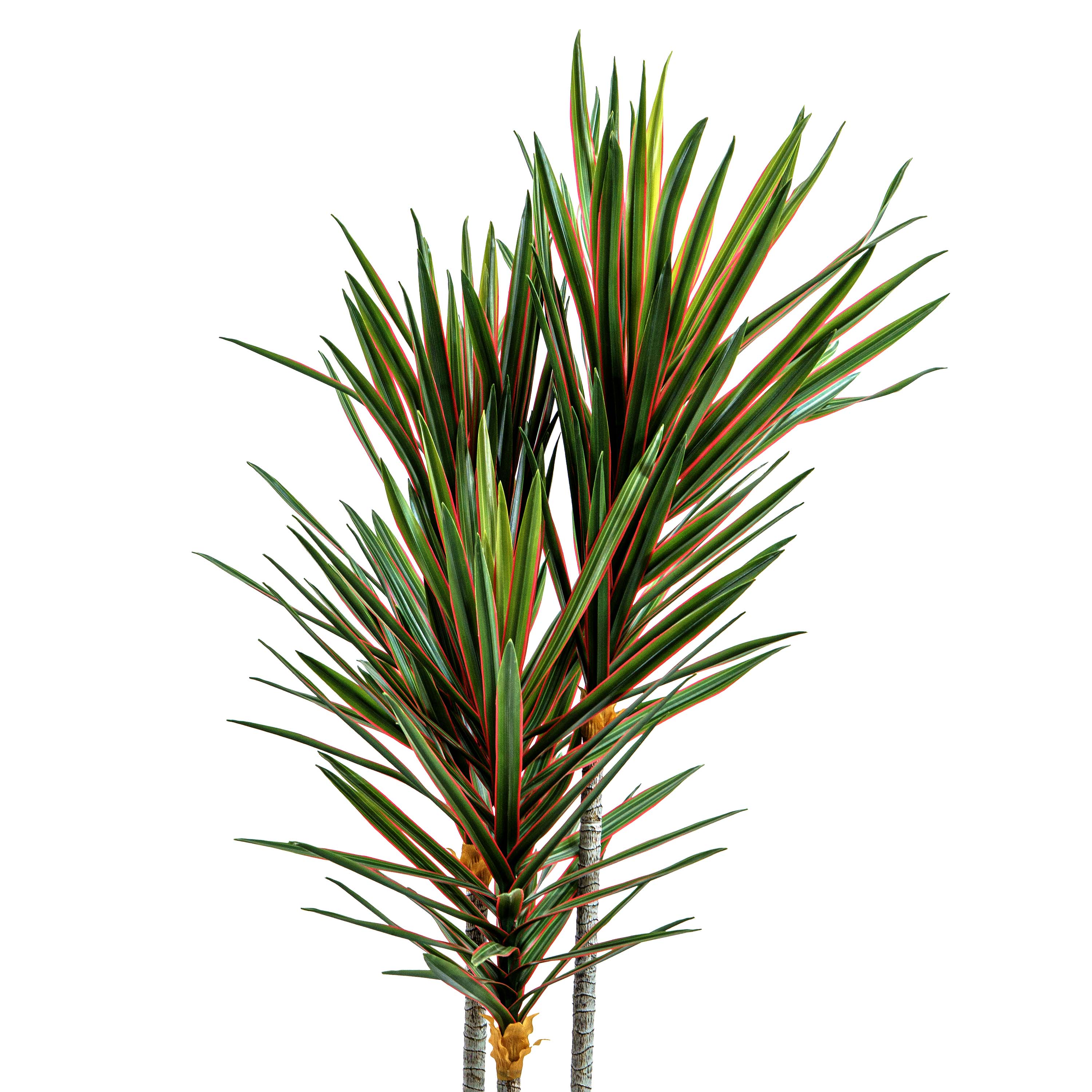 Faux Midnight Spike Dragon Tree