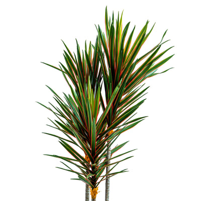 Faux Midnight Spike Dragon Tree