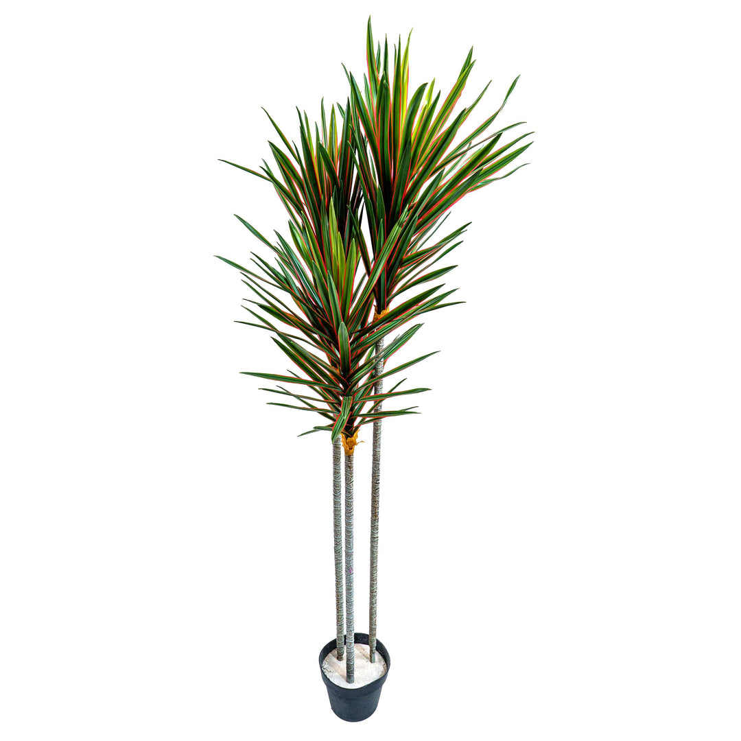 Faux Midnight Spike Dragon Tree