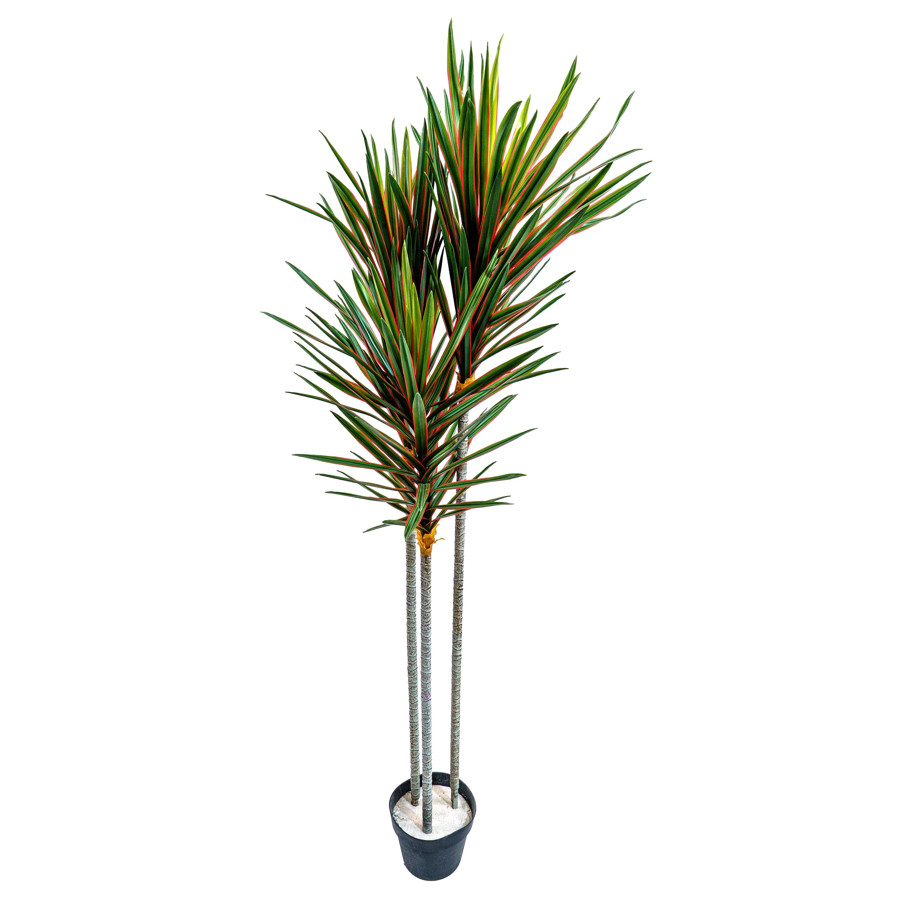 Faux Midnight Spike Dragon Tree