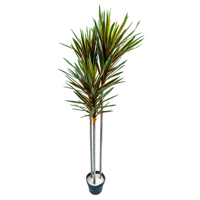 Faux Midnight Spike Dragon Tree