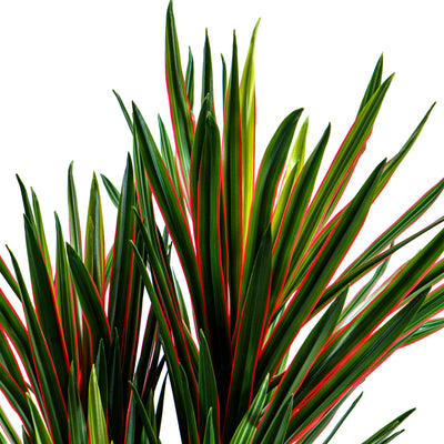 Faux Midnight Spike Dragon Tree