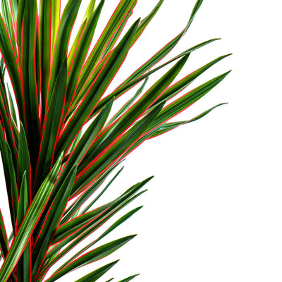 Faux Midnight Spike Dragon Tree