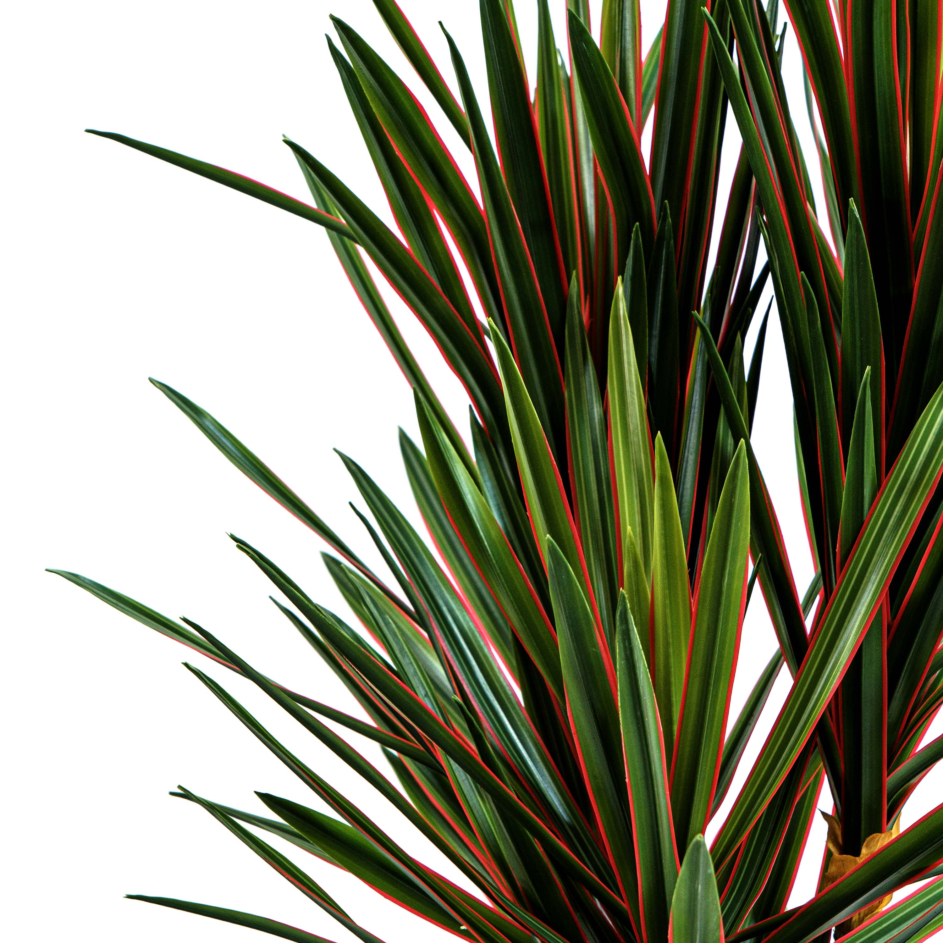 Faux Midnight Spike Dragon Tree