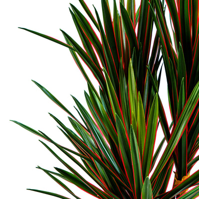 Faux Midnight Spike Dragon Tree