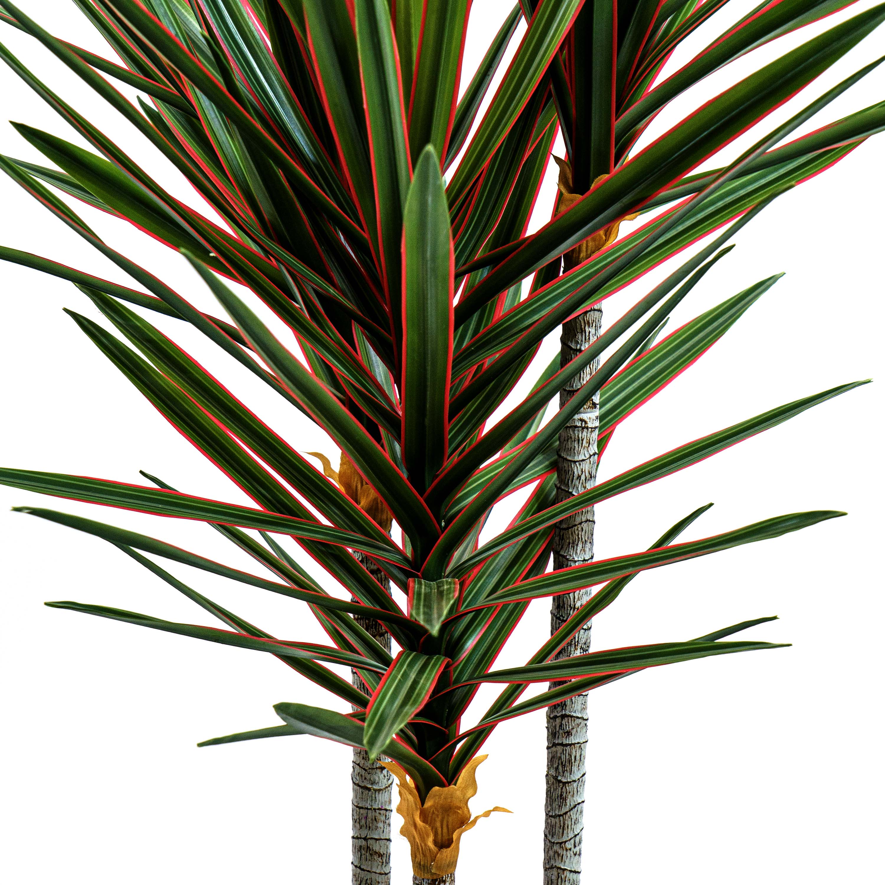 Faux Midnight Spike Dragon Tree
