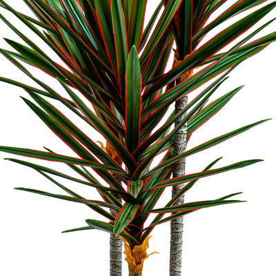 Faux Midnight Spike Dragon Tree