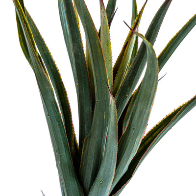 Faux Savanna Spike Pineapple Verde
