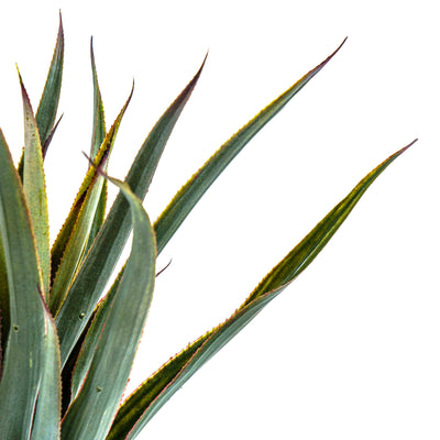 Faux Savanna Spike Pineapple Verde