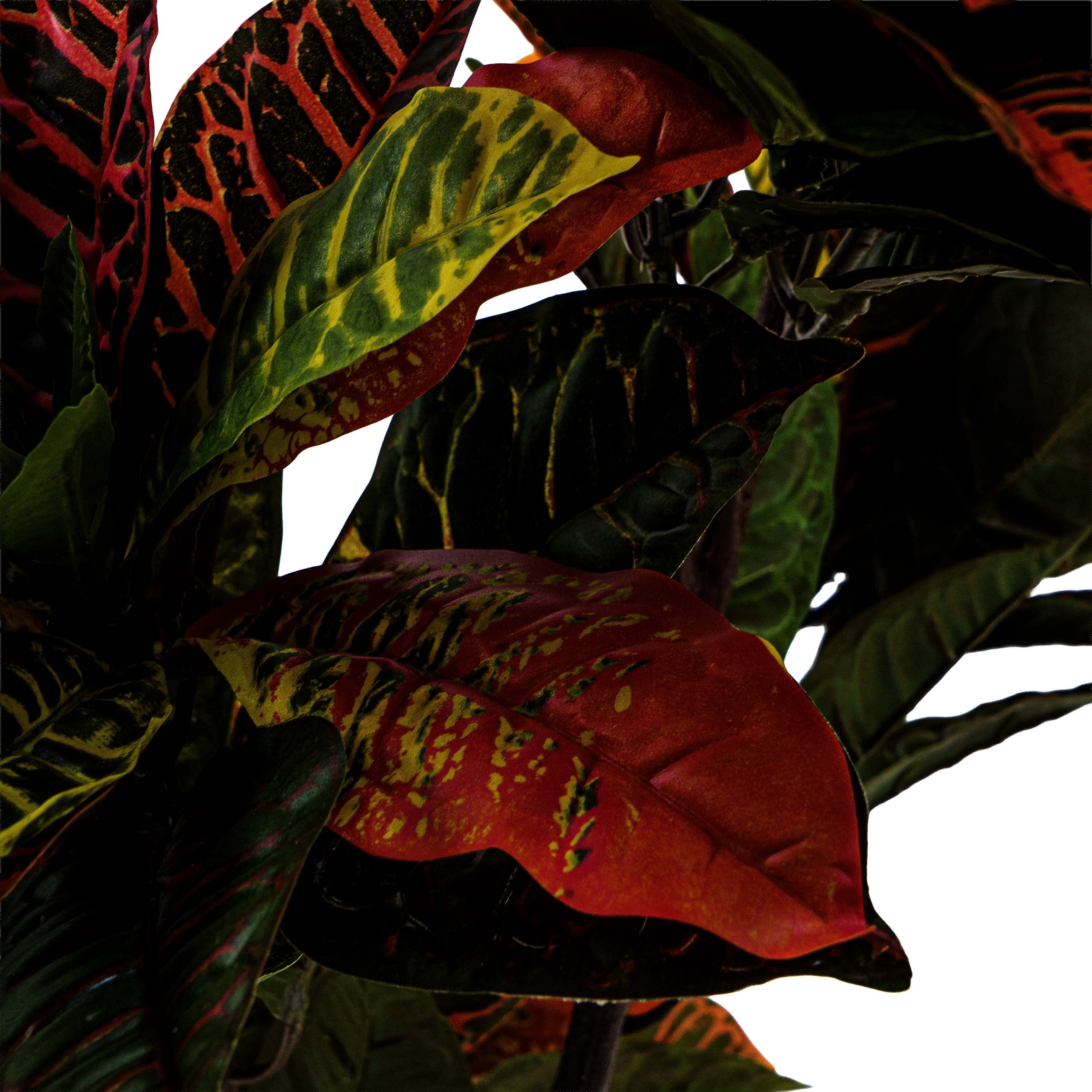Faux Crotons Plant