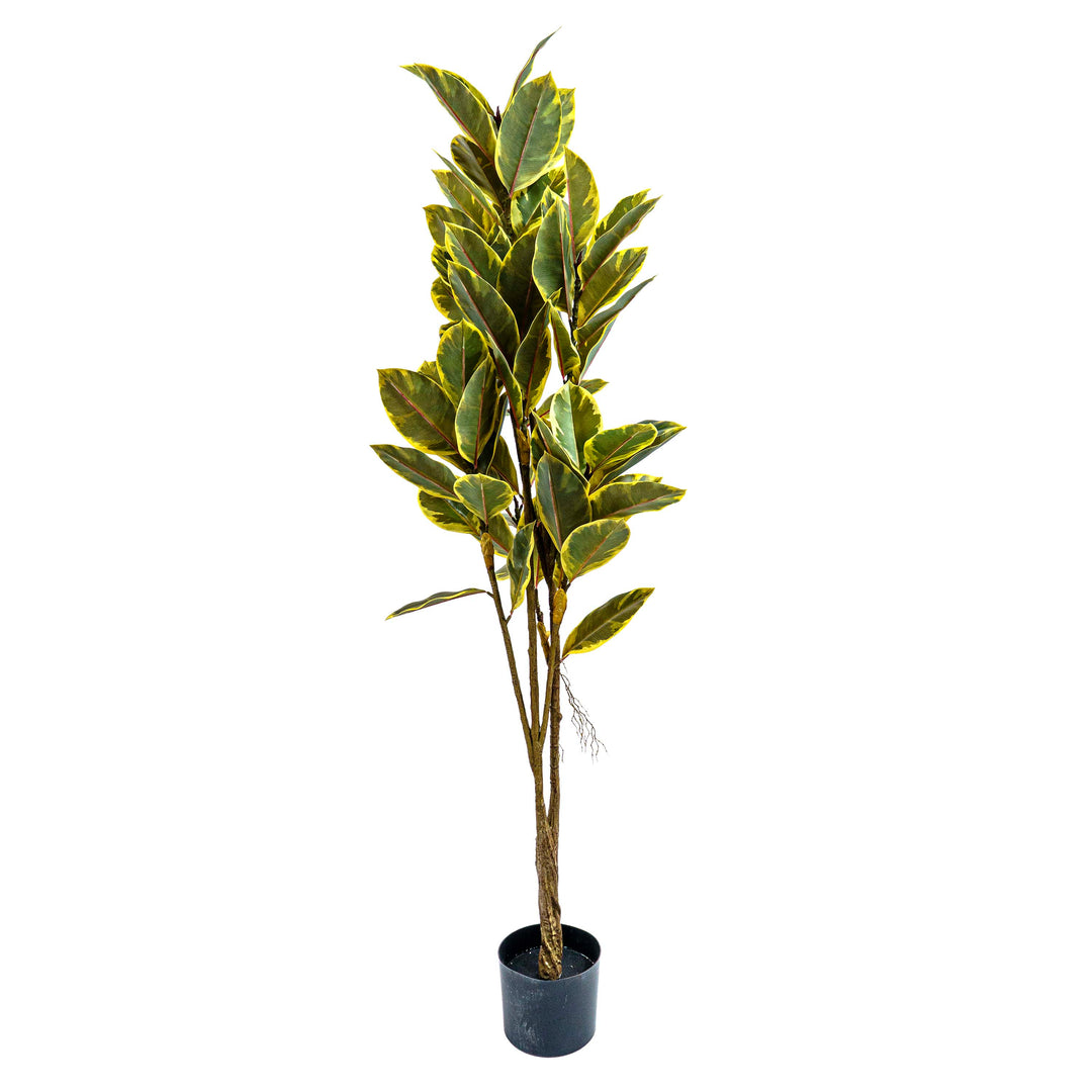 Fuax Golden Edge Ficus Plant